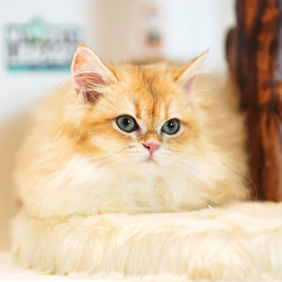 British Longhair Kitten (Male) For Sale