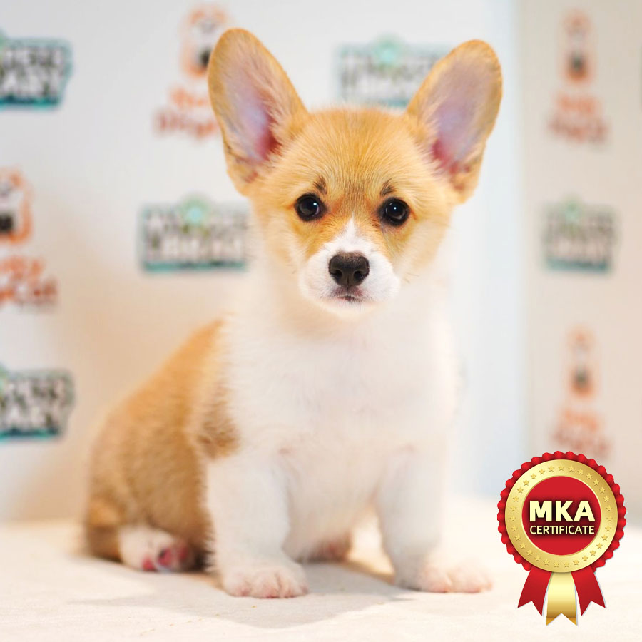 MKA Welsh Corgi Puppy (Female) For Sale
