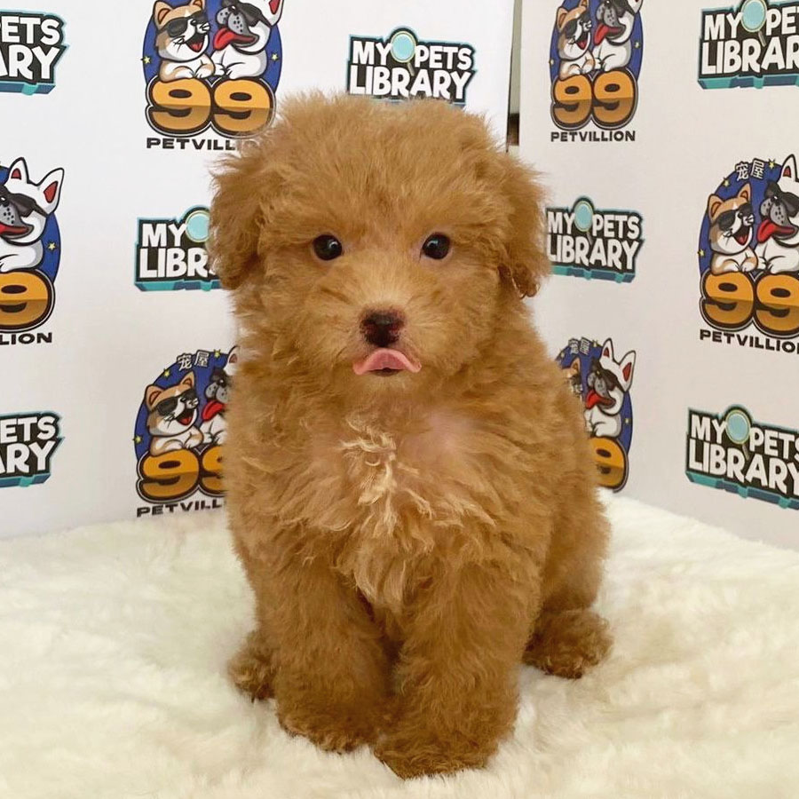 Toy Poodle Puppy (Male) For Sale