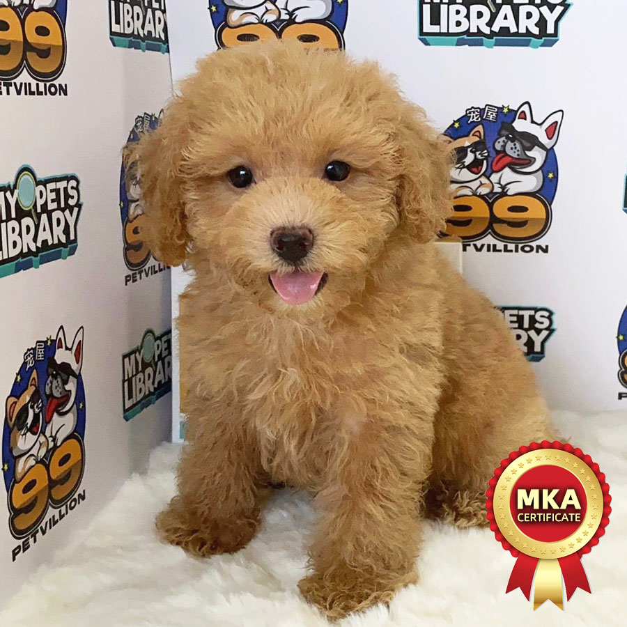 MKA Toy Poodle Puppy (Male) For Sale