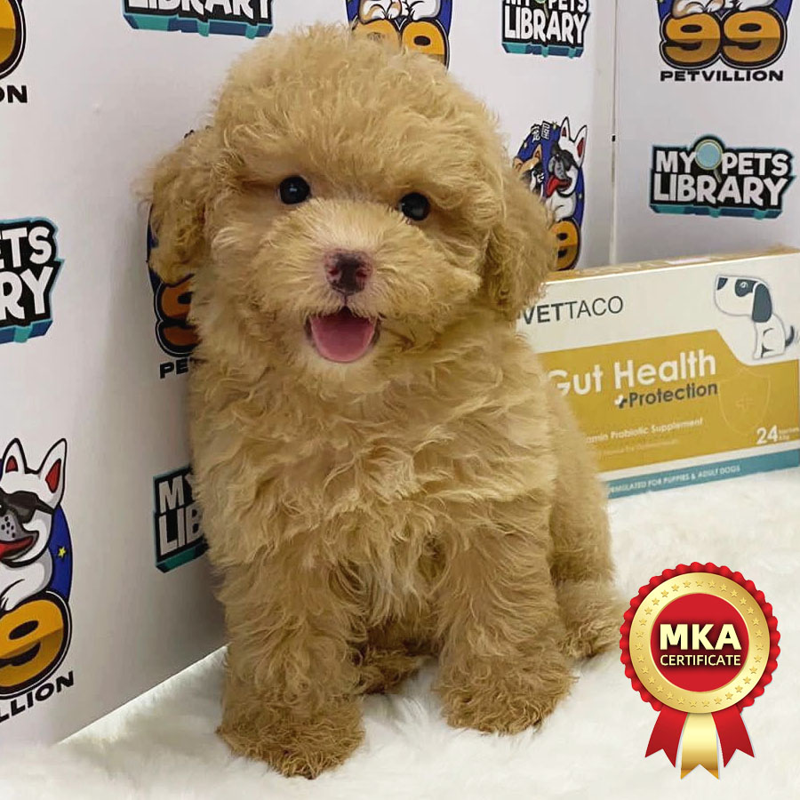 MKA Toy Poodle Puppy (Female) For Sale