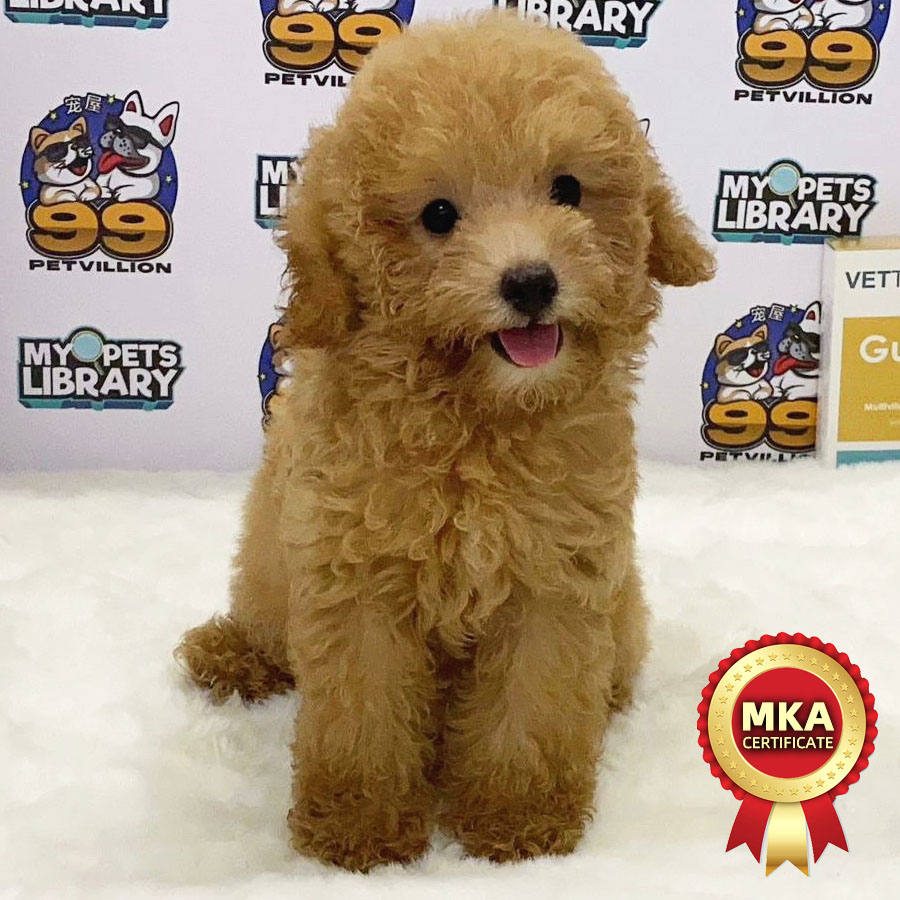 MKA Toy Poodle Puppy (Female) For Sale