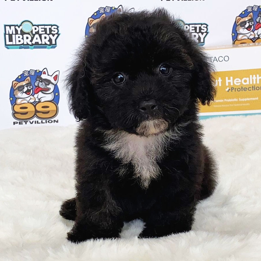 Toy Poodle Puppy (Female) For Sale
