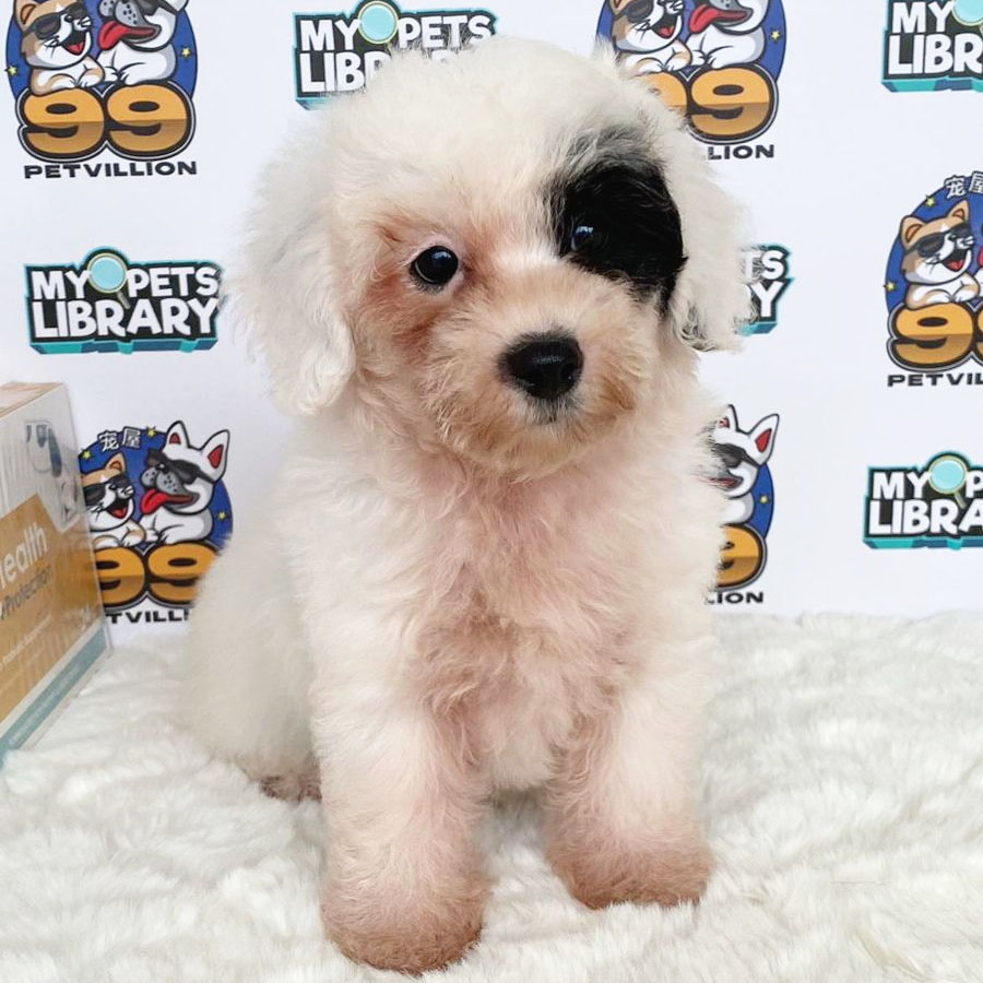 Toy Poodle Puppy (Female) For Sale