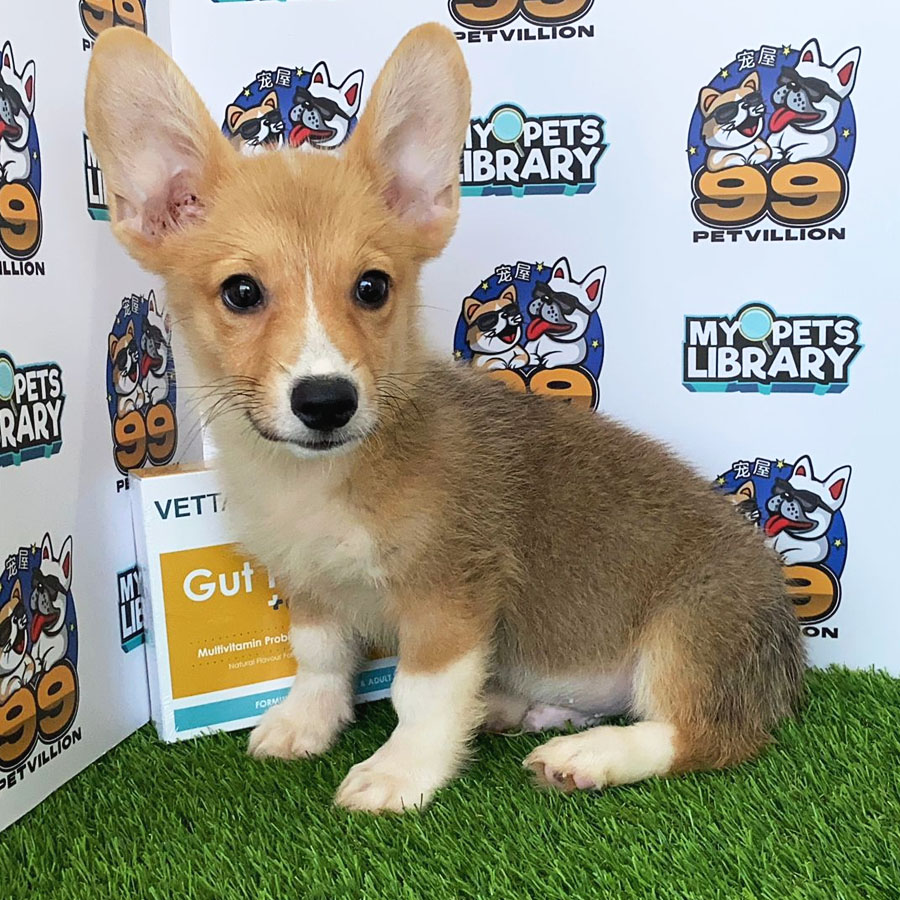 Welsh Corgi Puppy (Female) For Sale