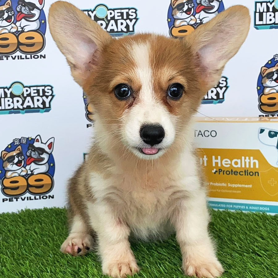 Welsh Corgi Puppy (Female) For Sale