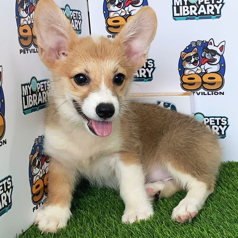 Welsh Corgi Puppy (Female) For Sale