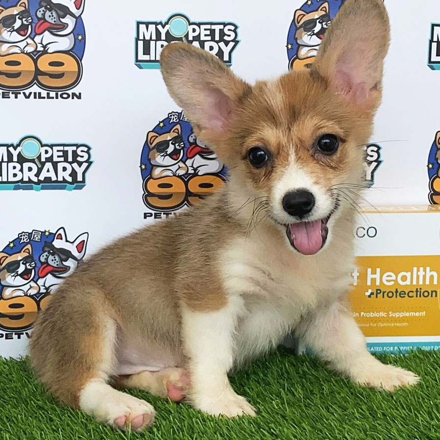 Welsh Corgi Puppy (Female) For Sale