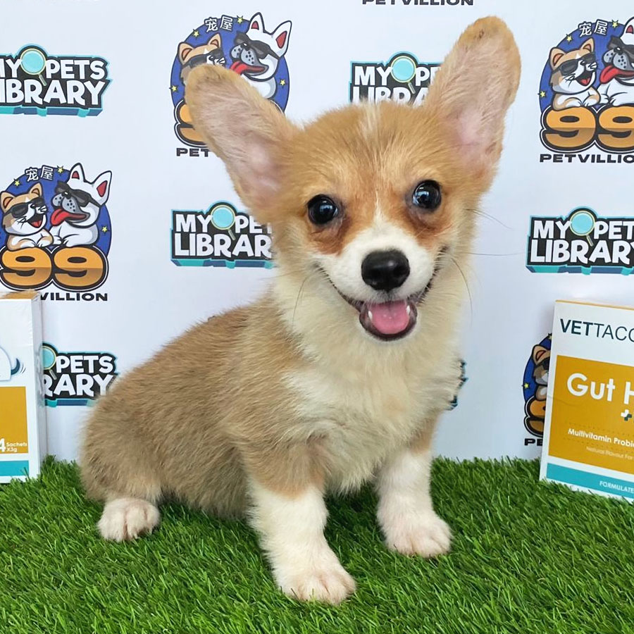 Welsh Corgi Puppy (Female) For Sale
