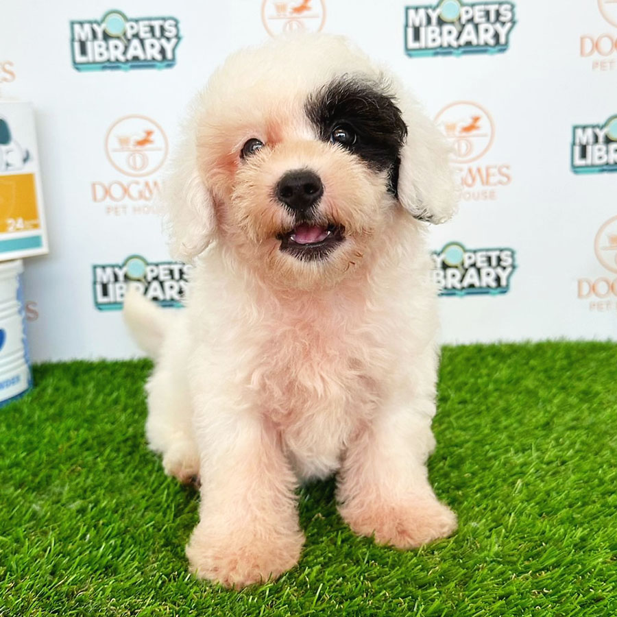 Toy Poodle Puppy (Female) For Sale