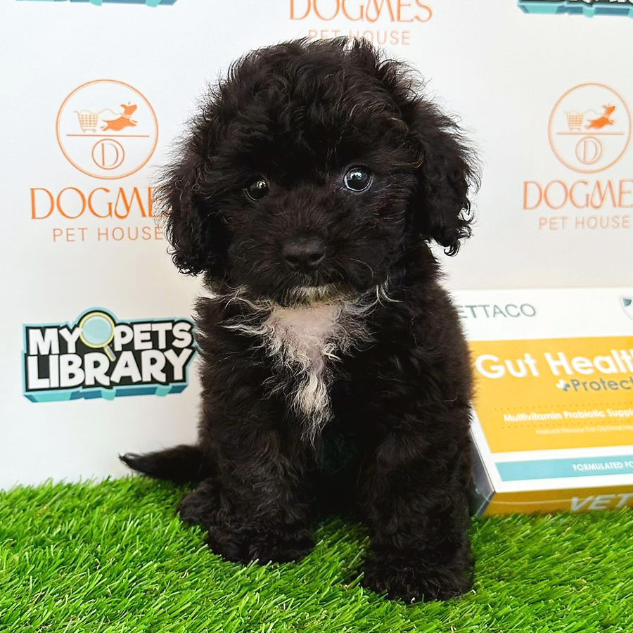 Toy Poodle Puppy (Female) For Sale