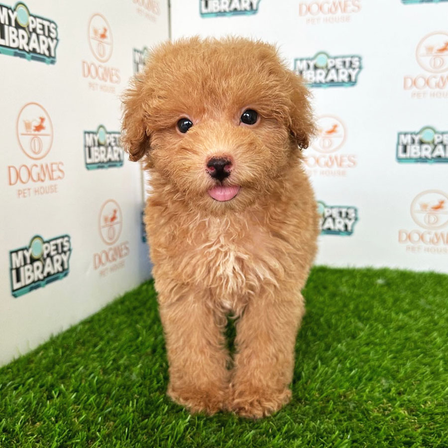 Toy Poodle Puppy (Male) For Sale