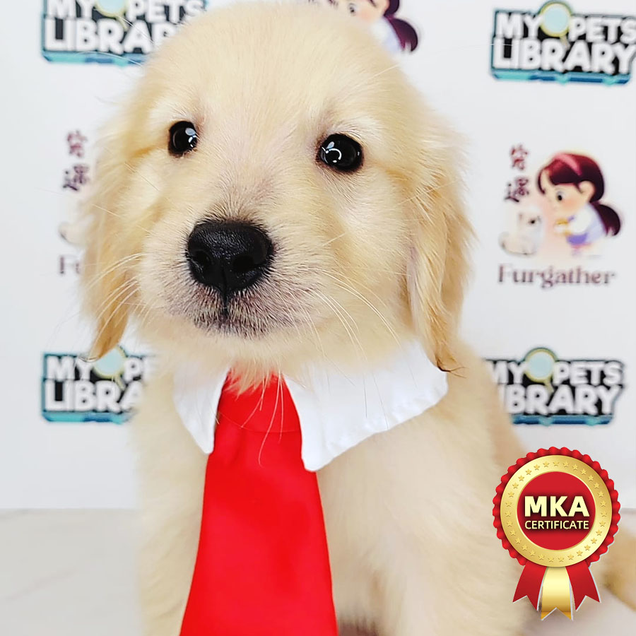 MKA Golden Retriever Puppy (Male) For Sale