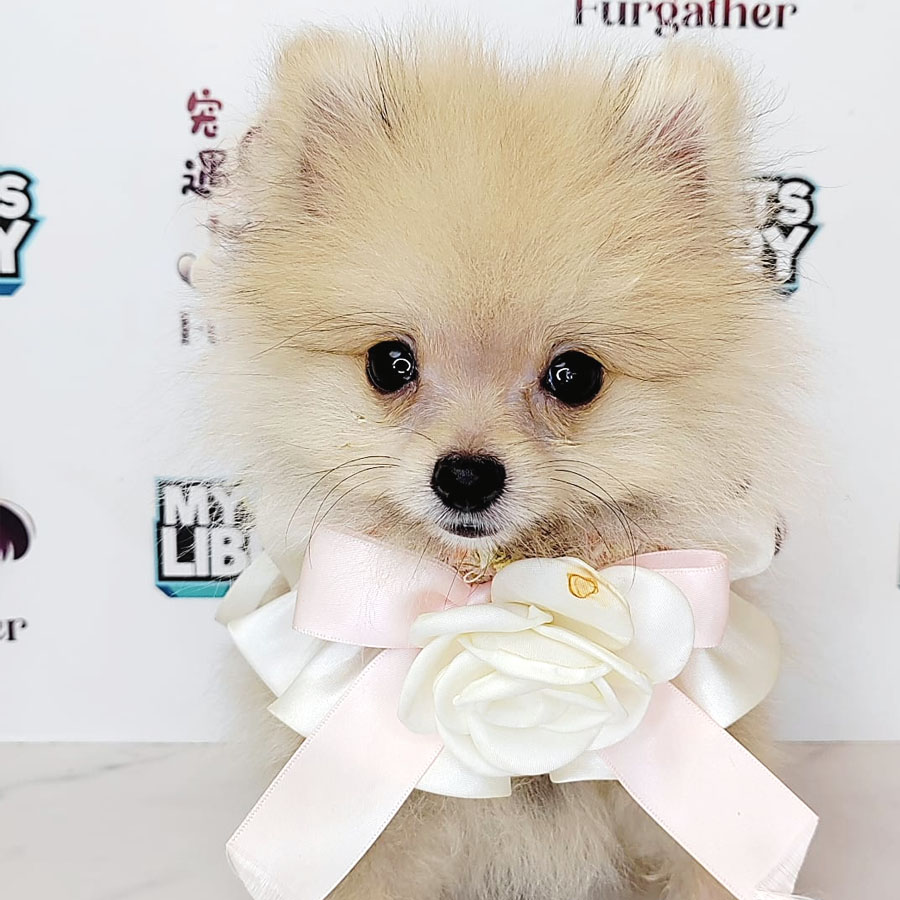 Teacup Pomeranian Puppy (Male) For Sale