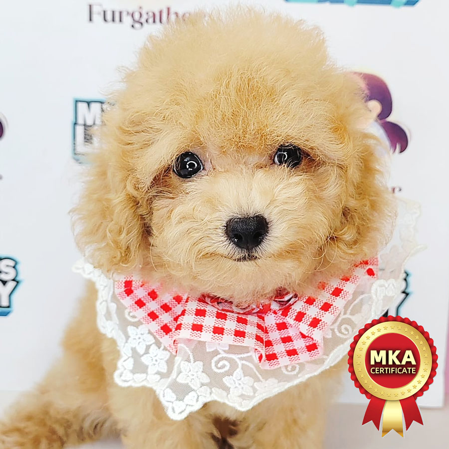 MKA Tiny Poodle Puppy (Male) For Sale
