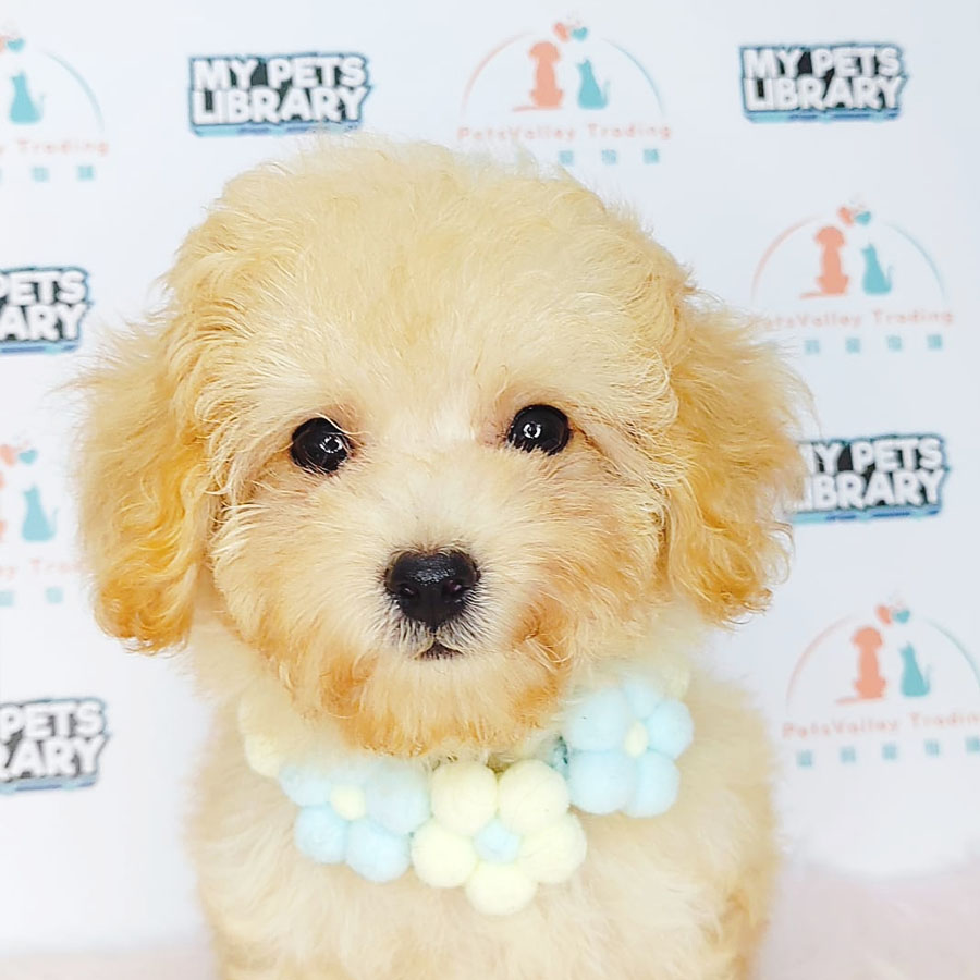 Tiny Poodle Puppy (Male) For Sale