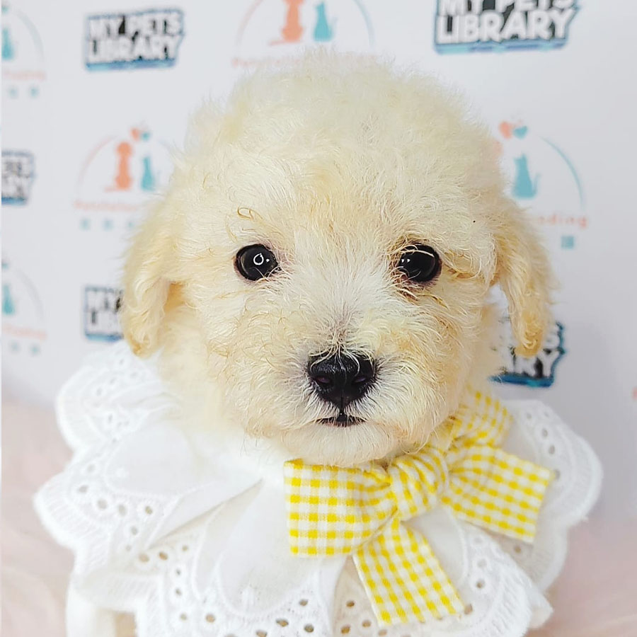 Tiny Poodle Puppy (Male) For Sale
