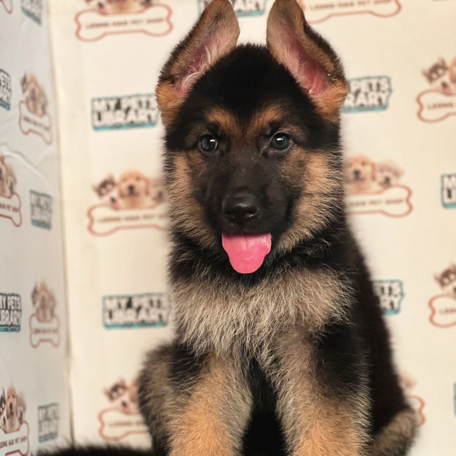 German Shepherd Puppy (Female) For Sale