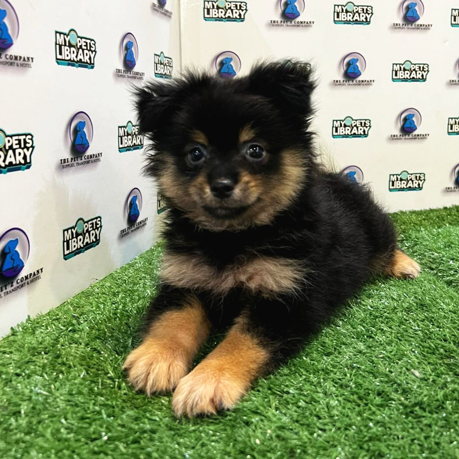Pomeranian Puppy (Male) For Sale