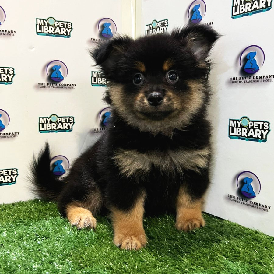 Pomeranian Puppy (Male) For Sale