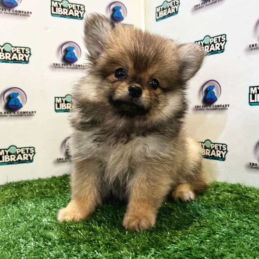 Pomeranian Puppy (Male) For Sale