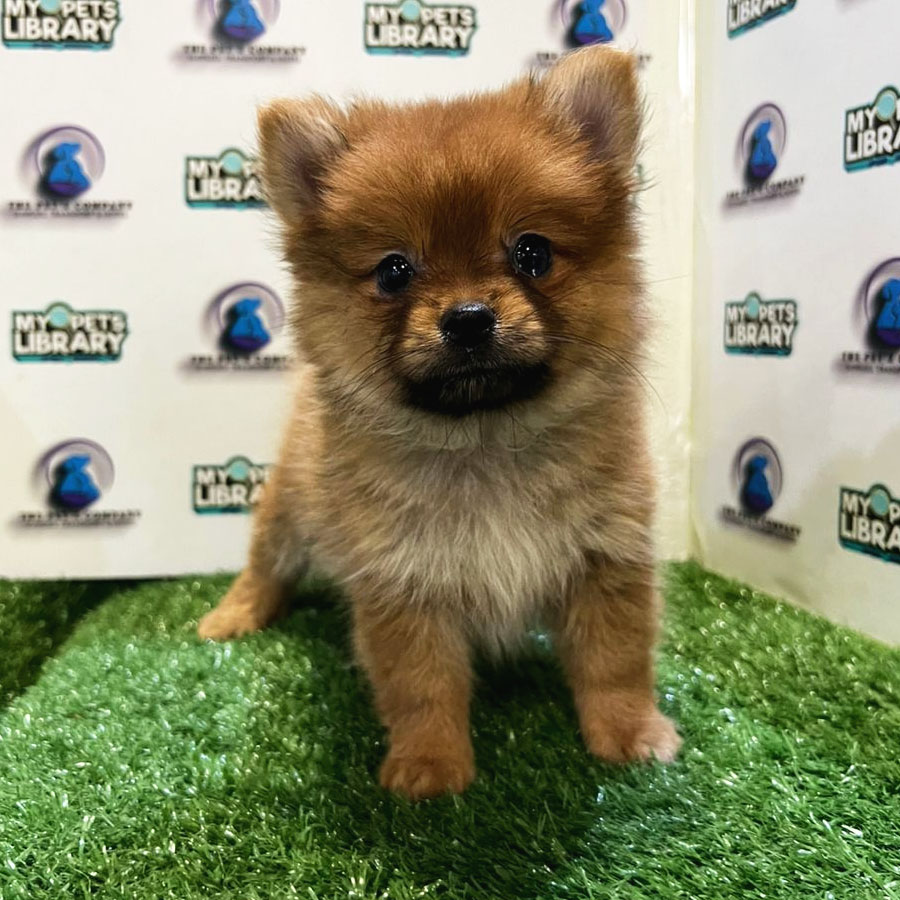 Pomeranian Puppy (Female) For Sale