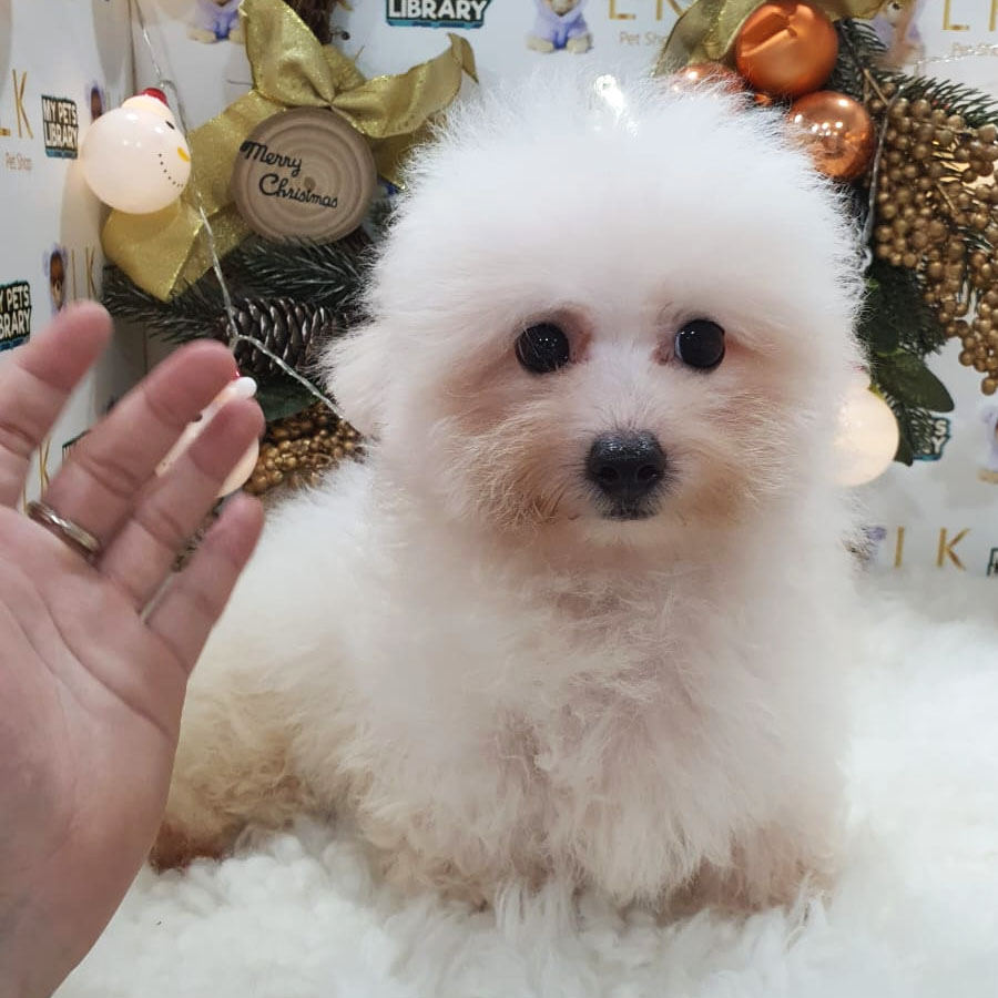 Mini Bichon Frise Puppy (Male) For Sale