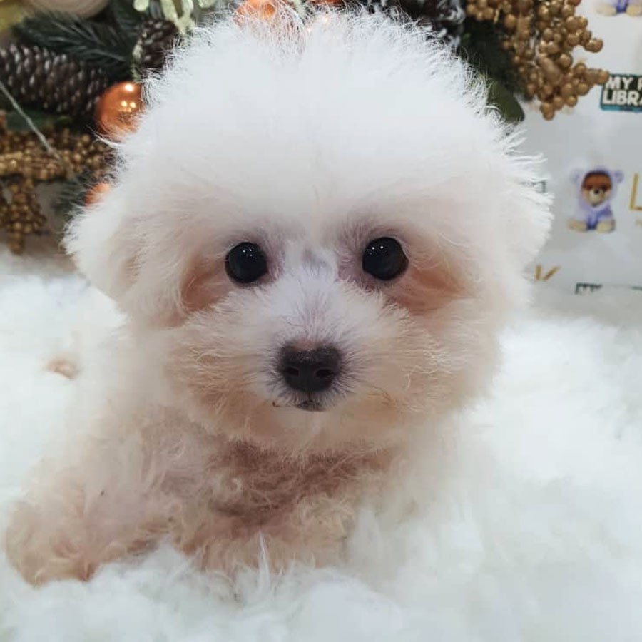 Mini Bichon Frise Puppy (Female) For Sale