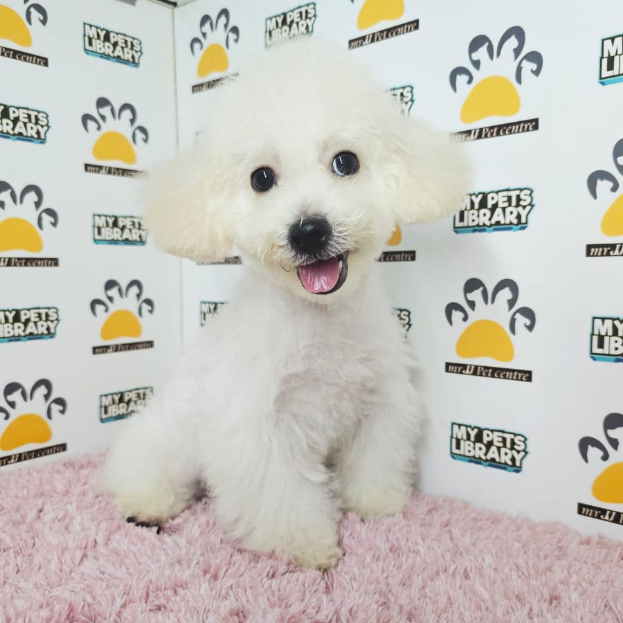 Tiny Poodle Puppy (Female) For Sale