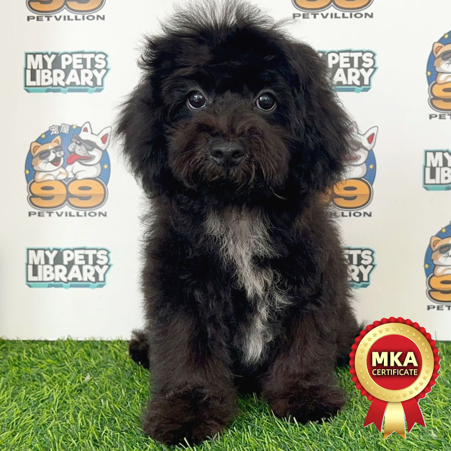 MKA Toy Poodle Puppy (Male) For Sale