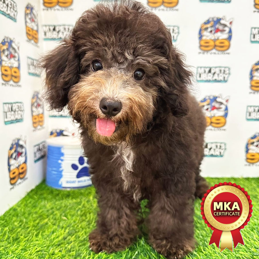 MKA Toy Poodle Puppy (Female) For Sale