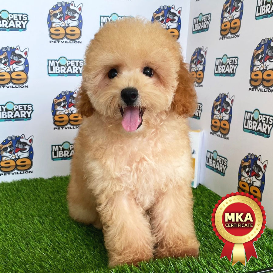 MKA Toy Poodle Puppy (Male) For Sale