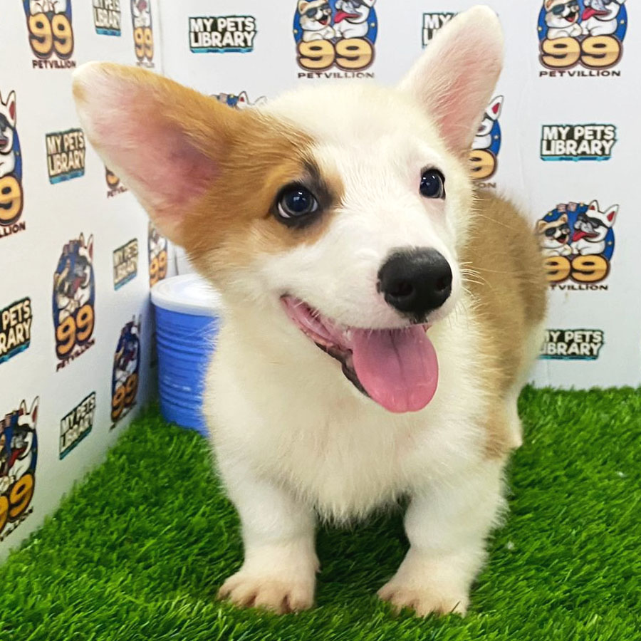 Welsh Corgi Puppy (Male) For Sale