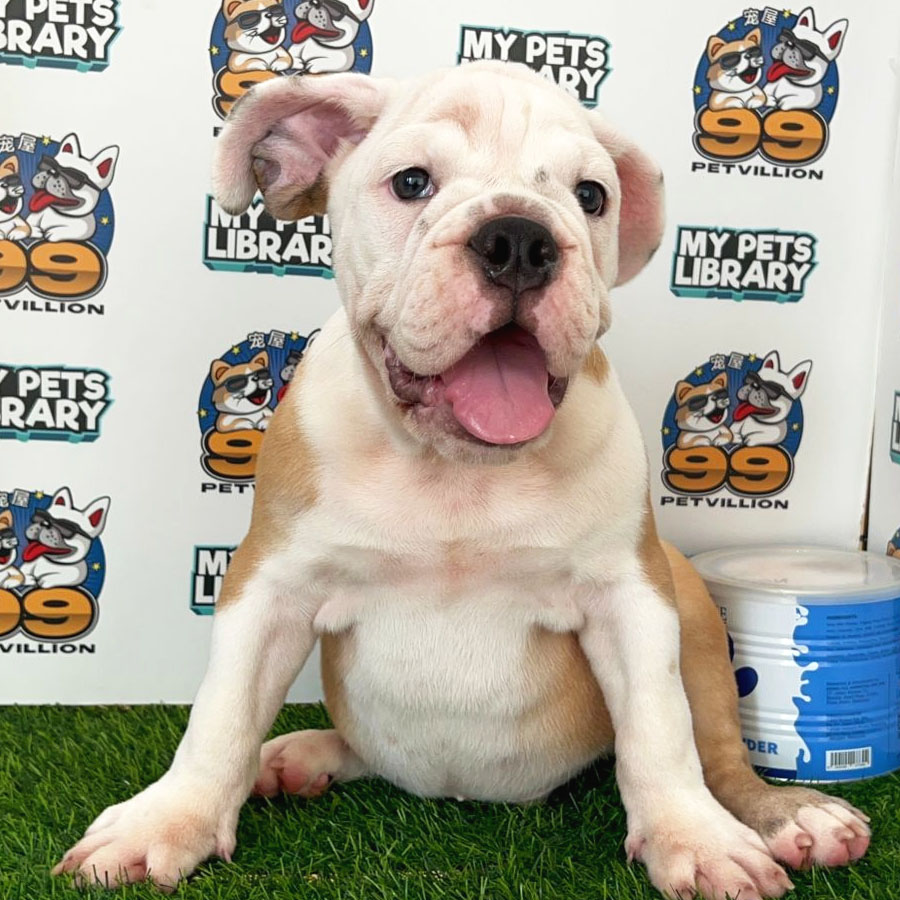 English Bulldog Puppy (Male) For Sale