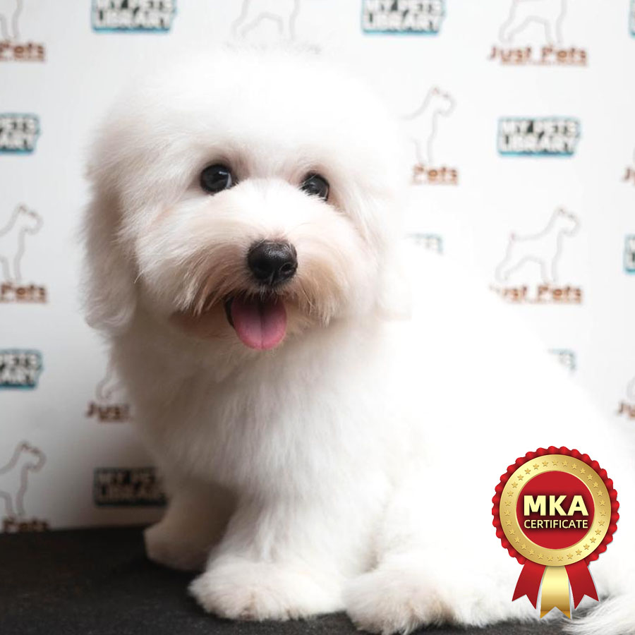 MKA Coton de Tulear Puppy (Female) For Sale
