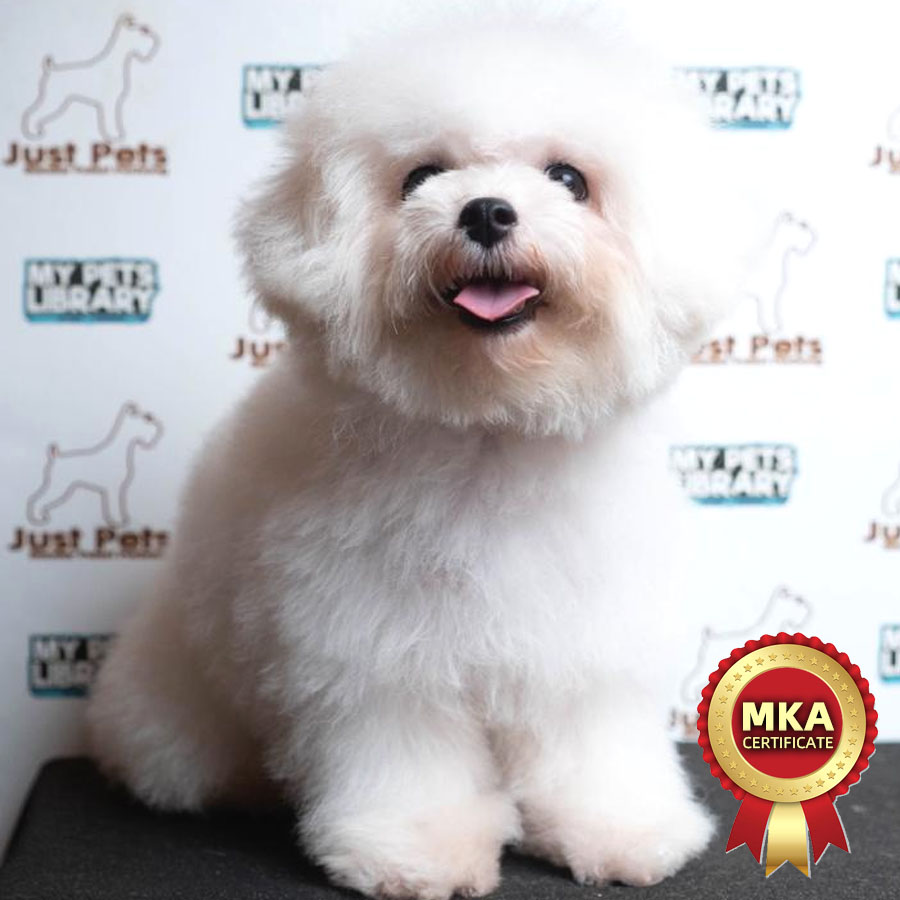 MKA Mini Bichon Frise Puppy (Male) For Sale