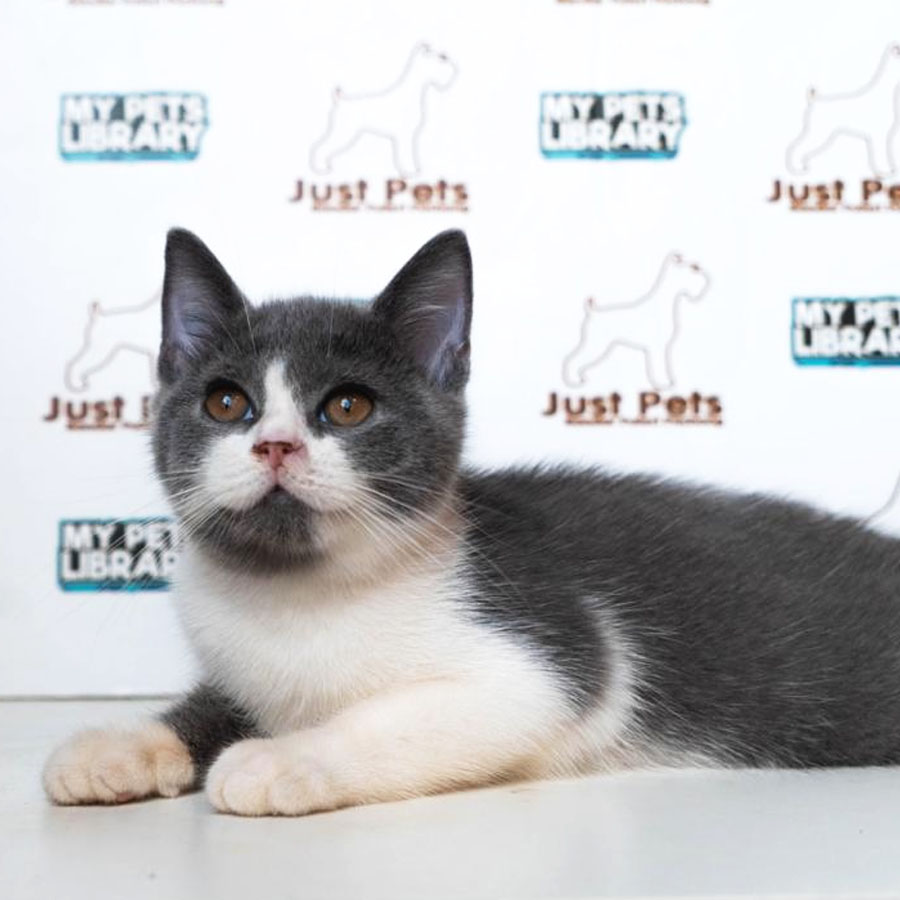 British Shorthair Kitten (Male) For Sale