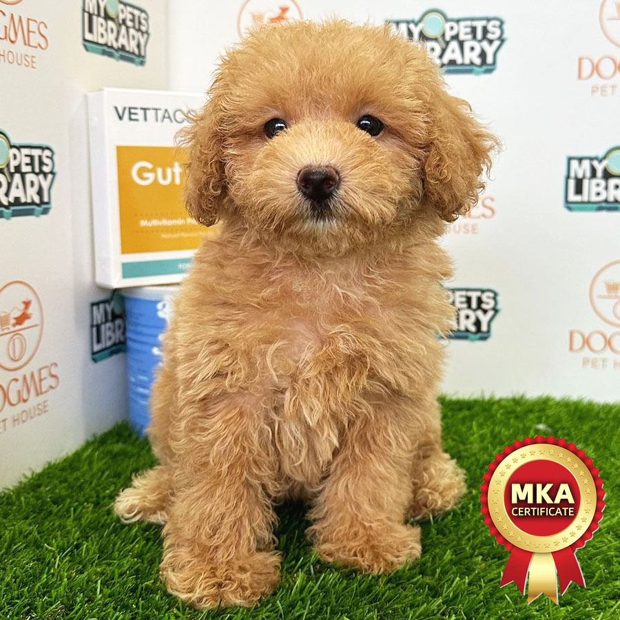 MKA Toy Poodle Puppy (Male) For Sale
