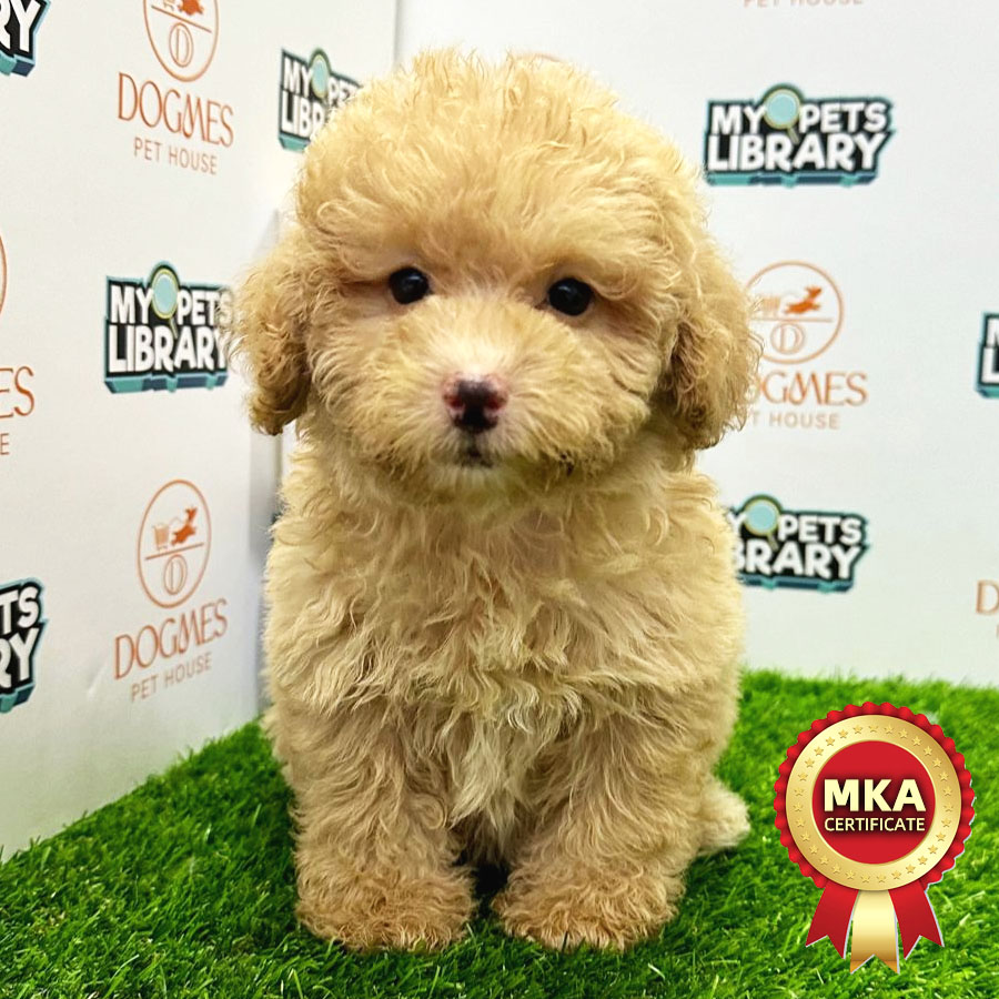 MKA Toy Poodle Puppy (Female) For Sale