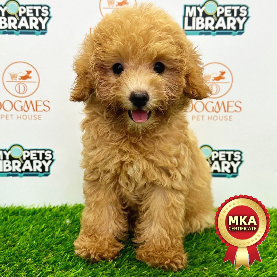 MKA Toy Poodle Puppy (Female) For Sale