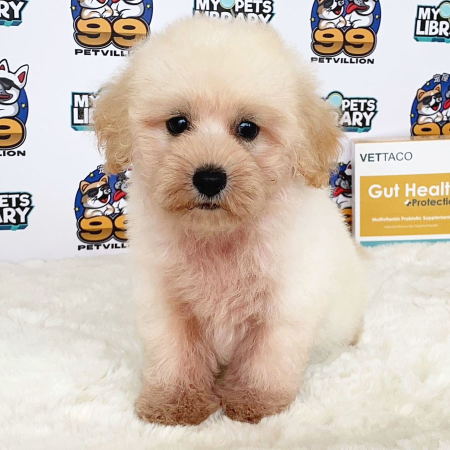 Maltipoo Puppy (Male) For Sale