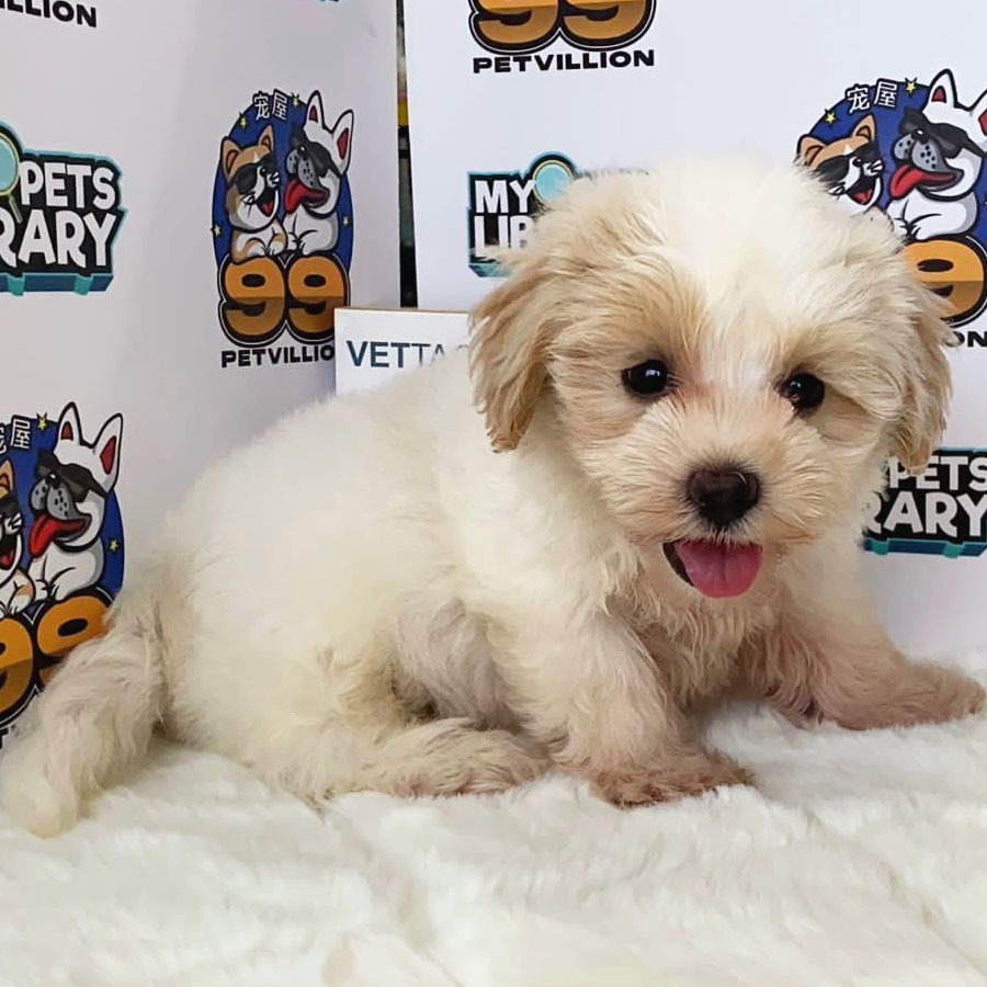 Maltipoo Puppy (Male) For Sale