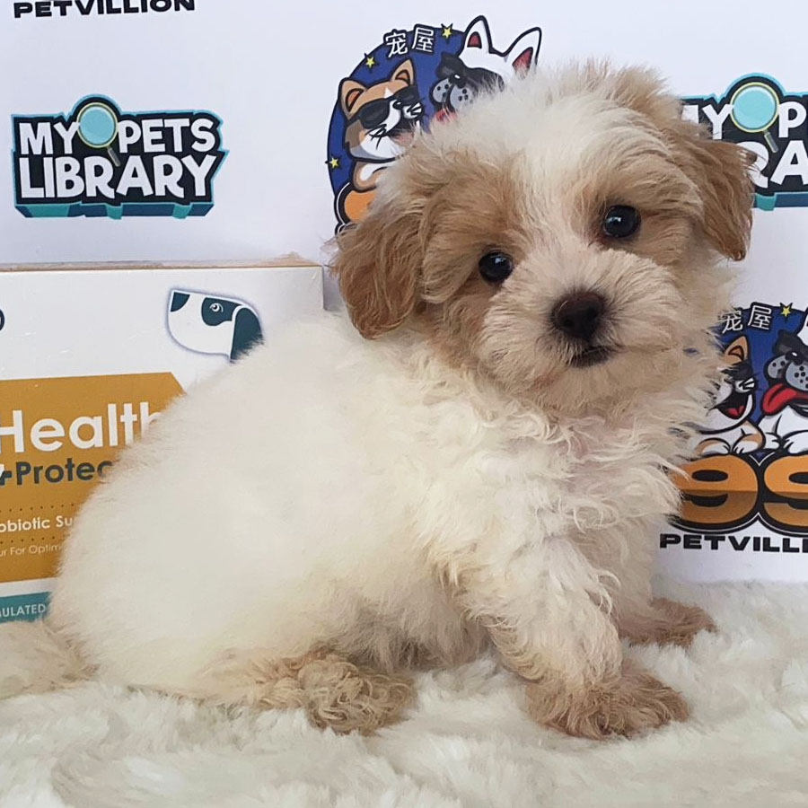Maltipoo Puppy (Male) For Sale