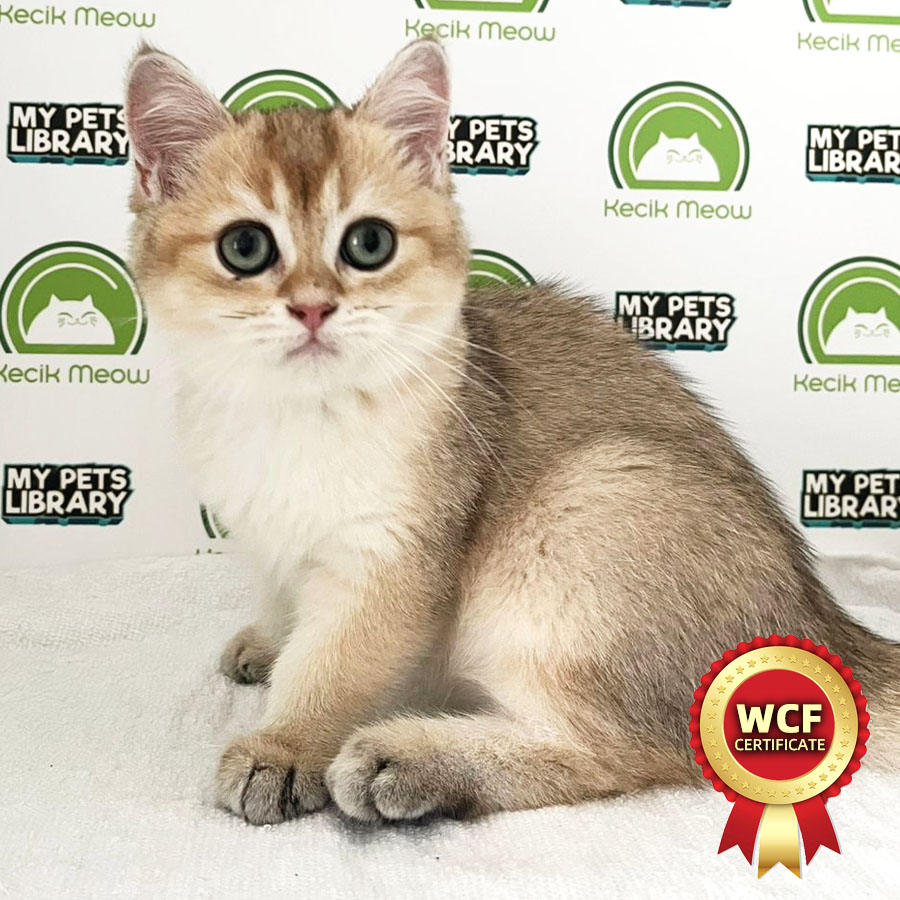 WCF British Shorthair Kitten (Female) For Sale