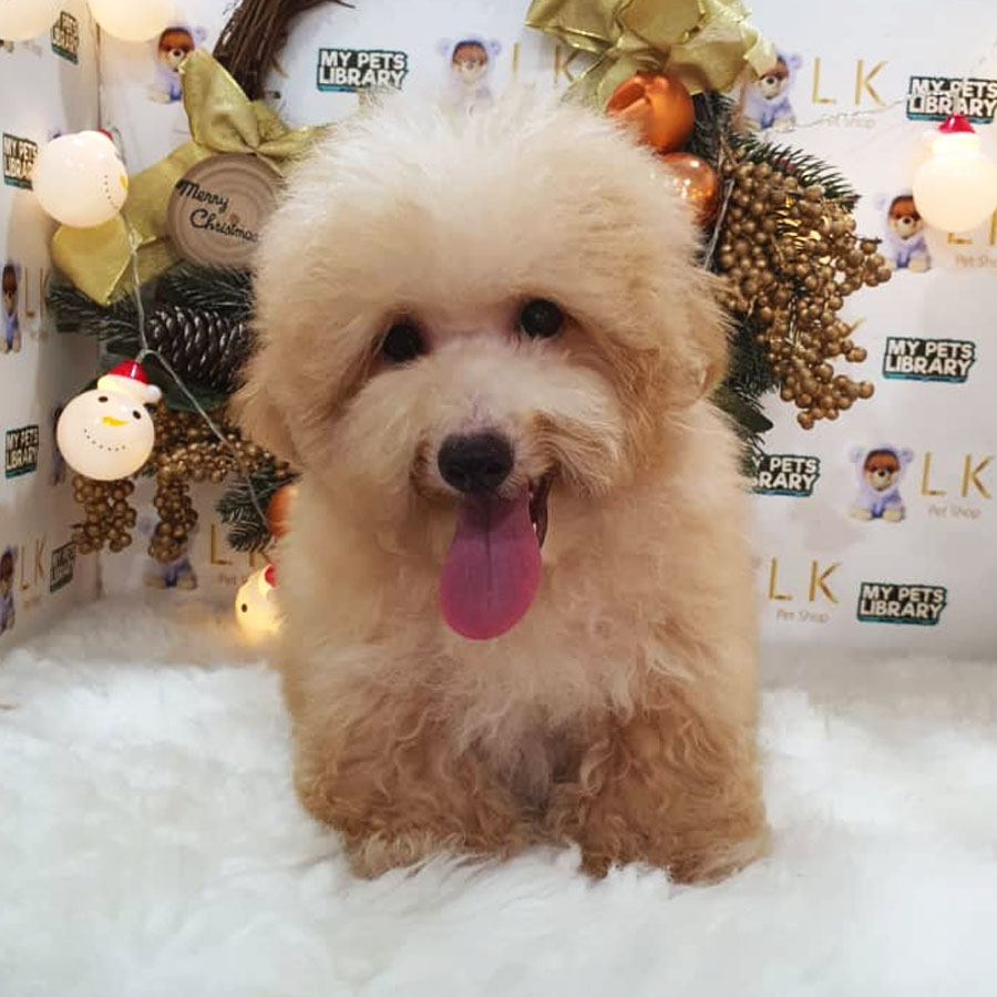 Maltipoo Puppy (Male) For Sale