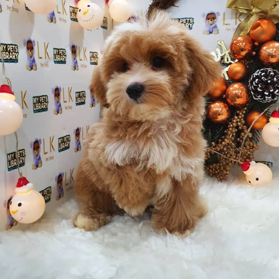Maltipoo Puppy (Male) For Sale