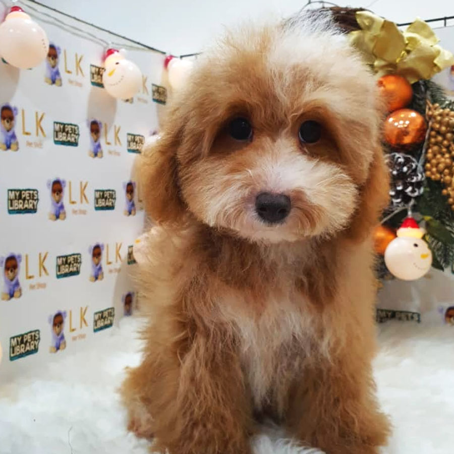 Maltipoo Puppy (Female) For Sale