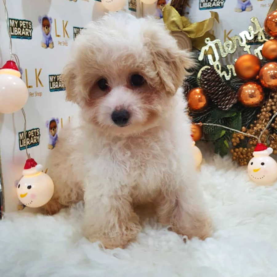 Toy Poodle Puppy (Male) For Sale