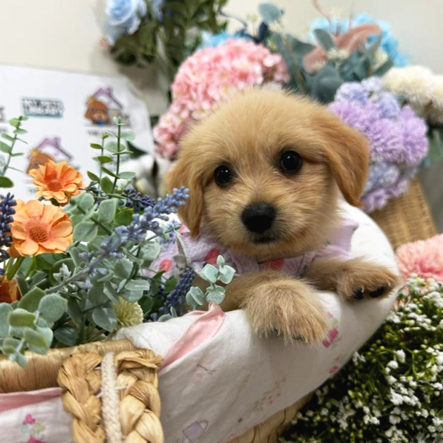 Maltipoo Puppy (Female) For Sale