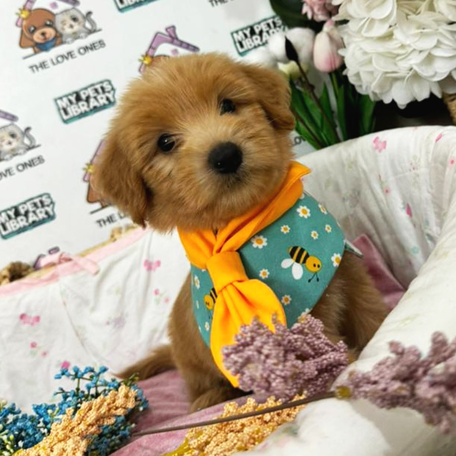 Maltipoo Puppy (Male) For Sale